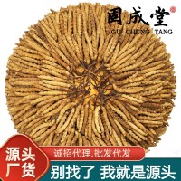 【一手货源】人工养殖冬虫夏草批发虫草生态繁育西藏林芝一公斤