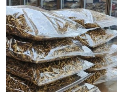 【一手货源】人工养殖冬虫夏草批发虫草生态繁育西藏林芝一公斤图3