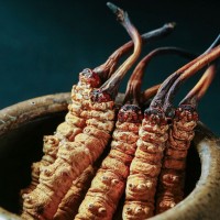 西藏那曲冬虫夏草批发新货虫草散装一手货源冬虫夏草源头产地批发