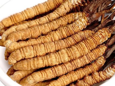 西藏那曲冬虫夏草批发新货虫草散装一手货源冬虫夏草源头产地批发图5