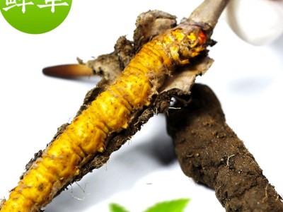 鲜虫草 冬虫夏草新鲜冬虫夏草批发产地直发 规格齐全鲜冬虫夏草图3