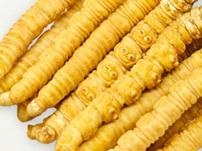 鲜虫草 冬虫夏草新鲜冬虫夏草批发产地直发 规格齐全鲜冬虫夏草图2