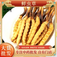 鲜虫草 冬虫夏草新鲜冬虫夏草批发产地直发 规格齐全鲜冬虫夏草