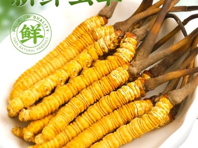 鲜虫草 冬虫夏草新鲜冬虫夏草批发产地直发 规格齐全鲜冬虫夏草图4