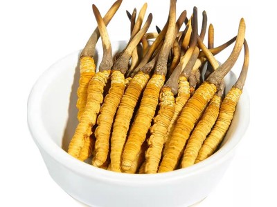 鲜虫草 冬虫夏草新鲜冬虫夏草批发产地直发 规格齐全鲜冬虫夏草图5