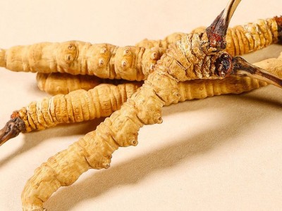 冬虫夏草批发虫草干货藏区虫草无断条冬虫夏草西藏挑选虫草代发图3