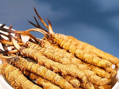 冬虫夏草批发虫草干货藏区虫草无断条冬虫夏草西藏挑选虫草代发图4
