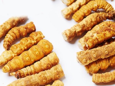 冬虫夏草批发虫草干货藏区虫草无断条冬虫夏草西藏挑选虫草代发图2