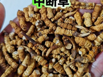 【野生虫草】那曲冬虫夏草虫草干货虫草礼盒滋补品批发产地直供图3