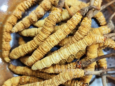 【冻干虫草】送长辈传统滋补品西藏那曲冬虫夏草礼盒虫草干货批发图3