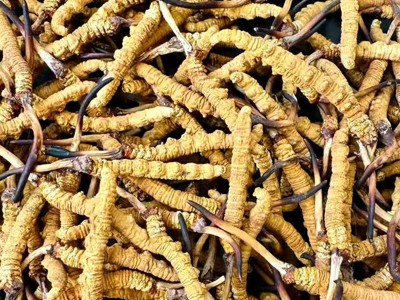 【野生虫草】那曲冬虫夏草干货礼盒滋补品批发产地直供高海拔图4