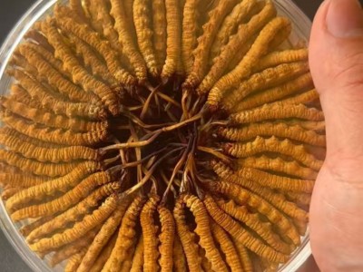 【野生虫草】那曲冬虫夏草干货礼盒滋补品批发产地直供高海拔图5