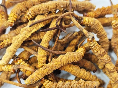 【冻干虫草】虫草干货虫草礼盒滋补品冬虫夏草礼盒批发产地直供图3