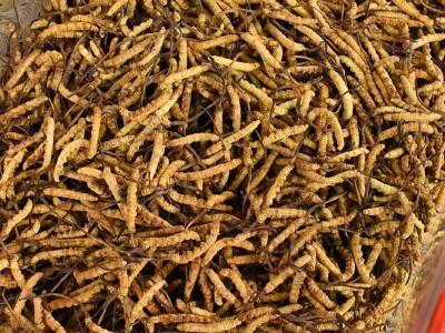 西藏冬虫夏草批发 产地直供全规格虫草足干冬虫夏草礼盒 支持代发图3