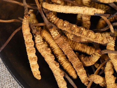 西藏冬虫夏草批发 产地直供全规格虫草足干冬虫夏草礼盒 支持代发图4