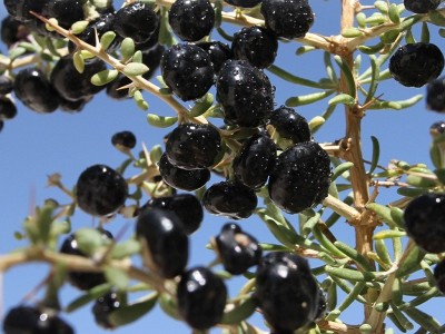 【全规格】青海黑枸杞散装枸杞干含花青素干滋养早红晚黑 黑枸杞图3