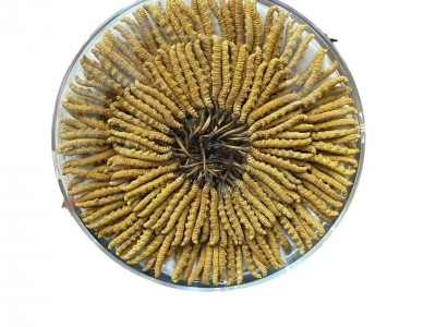 西藏那曲虫草 高海拔头期冬虫夏草 晒干足干冬虫夏草批发虫草批发图5