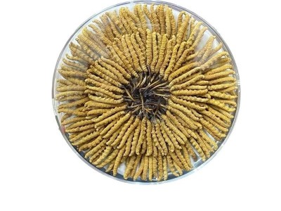 西藏冬虫夏草礼盒装冻干草高海拔青海虫草礼盒无断草虫草产地批发图5