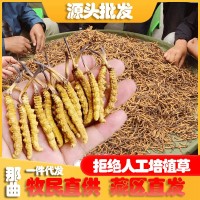 西藏那曲虫草野冬虫草青海玉树冬虫夏草批发供应一件代发高原野生