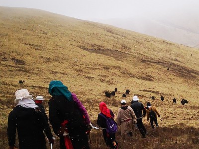 西藏那曲虫草野冬虫草青海玉树冬虫夏草批发供应一件代发高原野生图4