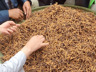 西藏那曲虫草野冬虫草青海玉树冬虫夏草批发供应一件代发高原野生图2