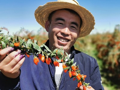 红枸杞青海柴达木非宁夏枸杞子大果500g散装诺木洪即食枸杞图2