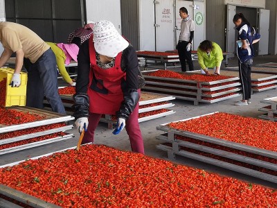 红枸杞青海柴达木非宁夏枸杞子大果500g散装诺木洪即食枸杞图4