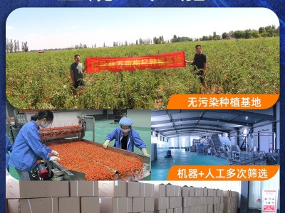 杞世苑头茬枸杞180颗粒特宁夏大果25年新货厂家批发500g袋装枸杞图4
