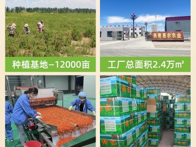 杞世苑250g袋宁夏头茬大颗粒红枸杞厂家批发红苟构子特级正宗包邮图3