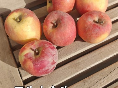 批发新疆阿克苏樱桃小苹果孕妇宝宝新鲜水果产地发当季代发图2