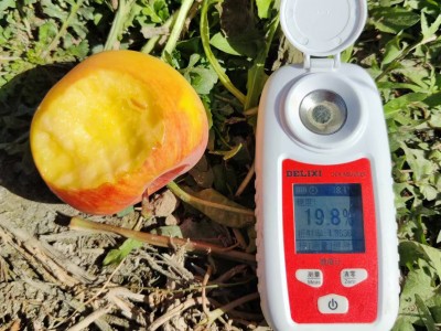 新疆阿克苏冰糖心苹果产地直发核心红旗坡农场种植基地现发孕妇图3