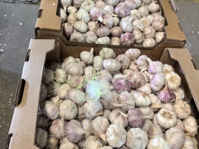 金乡出口仓库直发蒜头杂交白蒜红蒜小网袋装新鲜红皮白皮大蒜图3