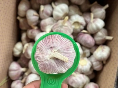 金乡出口仓库直发蒜头杂交白蒜红蒜小网袋装新鲜红皮白皮大蒜图4