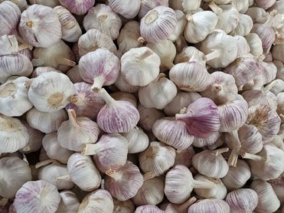 蒜 蒜头 干蒜山东批发紫皮大蒜干蒜头原产地发货工厂直发保鲜大蒜图3