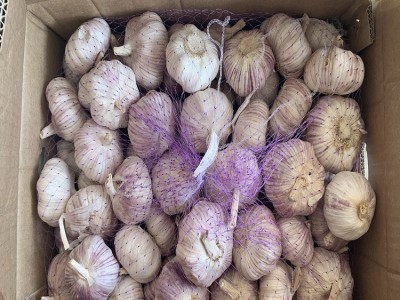 蒜 蒜头 干蒜山东批发紫皮大蒜干蒜头原产地发货工厂直发保鲜大蒜图2