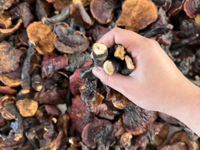 云南现货批发红灵芝多规格现货直批散装现货金边灵芝图2