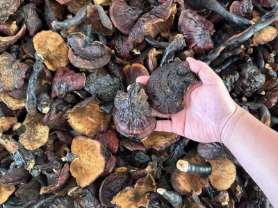 云南现货批发红灵芝多规格现货直批散装现货金边灵芝图4