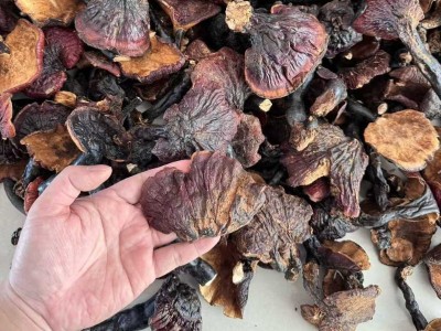 现货批发西藏白灵芝散装现货500g干货多规格批发量大价优现货批发图5