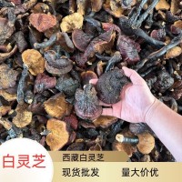 现货批发西藏白灵芝散装现货500g干货多规格批发量大价优现货批发