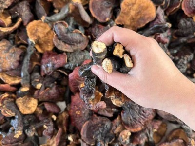 现货批发西藏白灵芝散装现货500g干货多规格批发量大价优现货批发图3