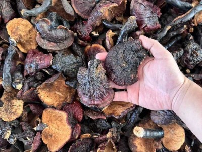 现货批发西藏白灵芝散装现货500g干货多规格批发量大价优现货批发图2