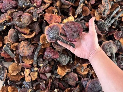 现货批发西藏白灵芝散装现货500g干货多规格批发量大价优现货批发图4