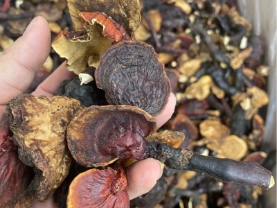 厂家批发大量干货西藏中号灵芝中药材煮水煲汤泡酒养生滋补图2