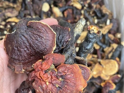 厂家批发大量干货西藏中号灵芝中药材煮水煲汤泡酒养生滋补图3