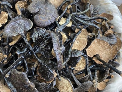 大量 特大竹灵芝滋补品煲汤泡酒中药材 一斤¥180图2