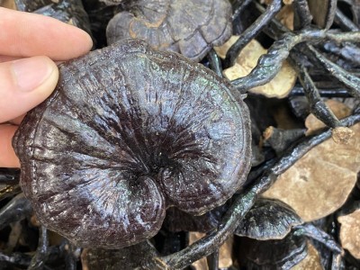 大量 特大竹灵芝滋补品煲汤泡酒中药材 一斤¥180图3