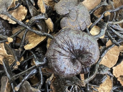 大量 特大竹灵芝滋补品煲汤泡酒中药材 一斤¥180图4