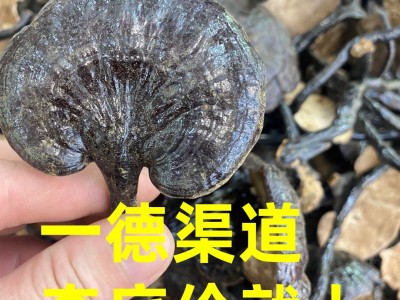 大量 特大竹灵芝滋补品煲汤泡酒中药材 一斤¥180图5