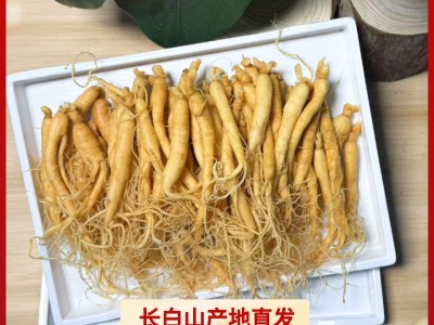 【人参批发】长白山保鲜参袋装泡酒参火锅煲汤厂家高丽参图2