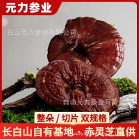 长白山灵芝赤灵芝野生灵芝切片整朵 源头产地直发灵芝片
